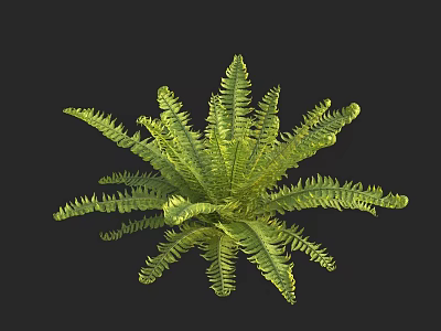 Detailed 3D Rendered Green Fern Plant With Feathery Leaves On Black Background 3d model