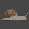 Close Up View Of Garden Snail With Brown Spiral Shell And Light Colored Textured Body