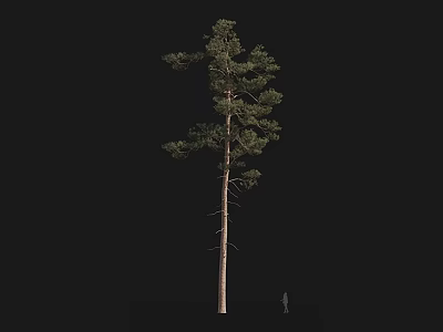 Single Tall Arbor Tree With Straight Trunk And Dense Green Foliage Structure 3d model