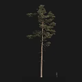 Single Tall Arbor Tree With Straight Trunk And Dense Green Foliage Structure 3d model