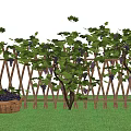 Grape Vines Growing On Wooden Fence With Wicker Basket Grapes Green Grass And Blue Sky