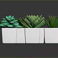 Various Green Succulent Plants in White Square Pots for Indoor Decor
