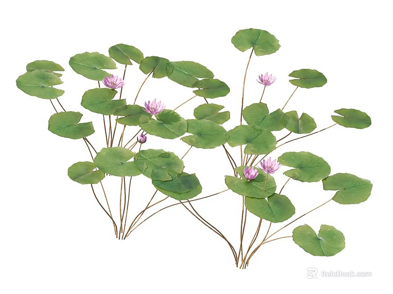 Aquatic Plants With Green Leaves And Pink Flowers On Slender Stems 3d model 