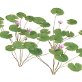 Aquatic Plants With Green Leaves And Pink Flowers On Slender Stems