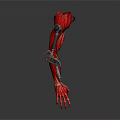 Futuristic Red Robotic Mechanical Arm With Metal Structure And Muscle Design