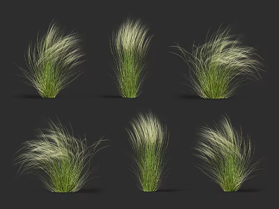 Ornamental Shrubs with Feathery Green Foliage and White Plumes for Garden Landscape Design 3d model
