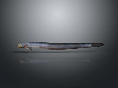 Long Bodied Aquatic Eel With Smooth Skin And Pointed Tail In Marine Environment 3d model