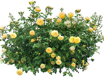 Blooming Yellow And White Rose Bush With Lush Green Leaves And Fresh Flowers 3d model