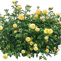 Blooming Yellow And White Rose Bush With Lush Green Leaves And Fresh Flowers