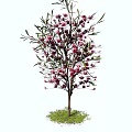 Beautiful Arbor With Purple Flowers Green Leaves Brown Trunk And Grass Base