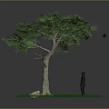 Lush Green Tree with Thick Trunk Dense Leaves Person Standing Green Grass and Small Stone
