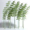 Tall Green Bamboo Plants With Lush Leafy Foliage In Natural Landscape