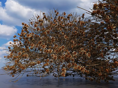 Dried Shrub With Small Branches And Dried Brown Flowers Against Blue Sky And White Clouds 3d model