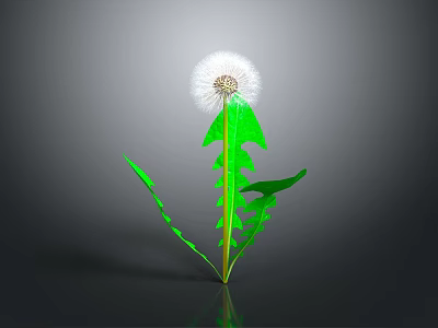Vibrant Dandelion with Green Leaves and White Fluffy Seed Head on Dark Background with Reflection 3d model