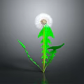 Vibrant Dandelion with Green Leaves and White Fluffy Seed Head on Dark Background with Reflection