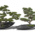 Lush Pine Bonsai Trees Planted in Gray Irregular Shaped Ceramic Pots 3d model