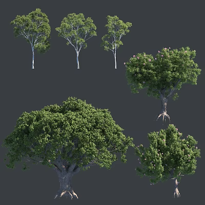Various Tall Arbor Trees With Lush Green Foliage And Different Crown Shapes 3d model