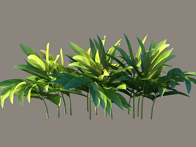Green Shrub With Lush Green Foliage And Healthy Leaves For Outdoor Decoration 3d model