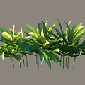 Green Shrub With Lush Green Foliage And Healthy Leaves For Outdoor Decoration