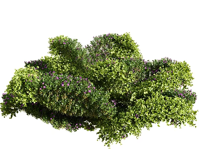 Lush Green Shrub With Purple Flowers And Dense Foliage For Landscaping 3d model