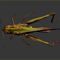 grasshopper insect cartoon locust animation locust anime locust anime game character 3d model
