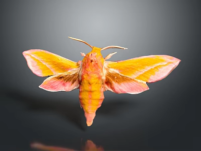 Yellow and Pink Moth With Vibrant Wings And Antennae On Dark Background 3d model