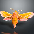Modern Butterfly Various Butterfly Set Colored Butterfly 3d model