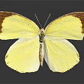 Vibrant Yellow Butterfly With Brown Edged Wings On Dark Background And Reflection