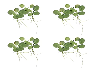 Fresh Aquatic Plants With Green Leaves And Slender Roots On White Background 3d model