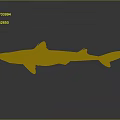 Realistic Shark Model With Detailed Fins Smooth Body And Reflective Surface