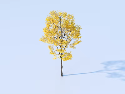 Deciduous Tree with Vibrant Yellow Foliage Against Light Blue Backdrop and Shadow 3d model