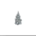 Tall Evergreen Pine Tree With Snow Covered Branches And Lush Foliage