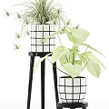 Decorative Potted Plants On Stands With Hanging Vines And Lush Green Leaves