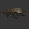 Close Up Detailed Dark Beetle With Shiny Exoskeleton Red Legs And Antennae