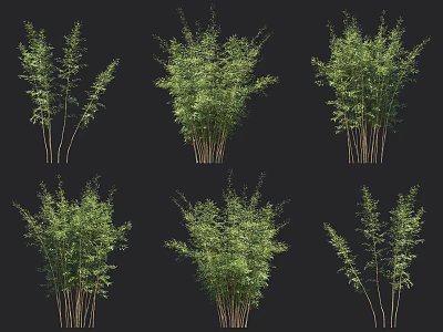 Lush Bamboo Plants In Six Clusters With Various Forms On Black Background 3d model