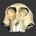 Detailed Handcrafted Monkey Skull Sculpture on Black Background with Reflection