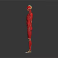 Red 3D Anatomical Human Model Showing Limbs And Organs Structure 3d model