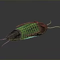 Ancient Trilobite Fossil With Detailed Exoskeleton And Antennae on Gray Background
