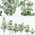 Lush Arbor with Green Leaves and White Flowers Enhancing Garden Landscape Design