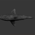 Realistic Gray Shark 3D Model With Detailed Skin Texture On Dark Background