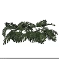 Fresh Lush Green Monstera Leaves With Natural Holes And Vibrant Foliage