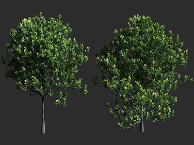 Two Arbor Trees With Lush Green Foliage And Strong Trunks On Gray Background 3d model