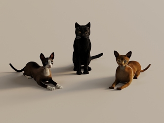 Pet Cat Pet Animal 3d model