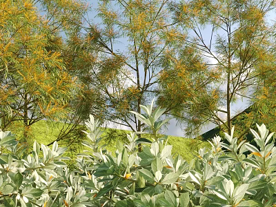 Lush Shrubs With Silver Green Leaves Growing In Garden Under Blue Sky 3d model