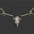 Deer Skull With Antlers And Detailed Bone Structure Against Dark Background