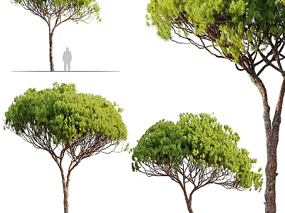 Various Tall Trees with Green Canopy Lush Foliage and Different Crown Forms 3d model