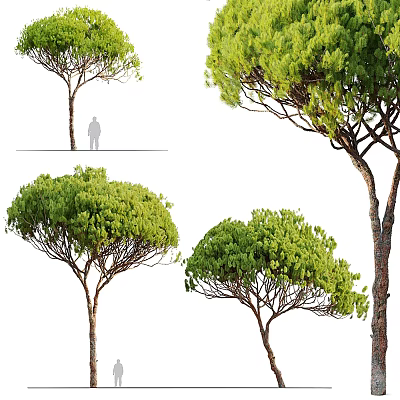Various Tall Trees with Green Canopy Lush Foliage and Different Crown Forms 3d model