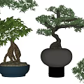Various Types Of Bonsai Plants In Ceramic Pots With Natural Green Foliage