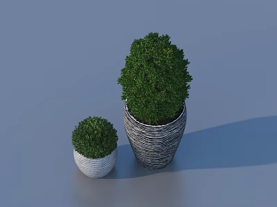 Bonsai Plants in Two Sizes with Woven and White Patterned Pots on Light Blue Background 3d model