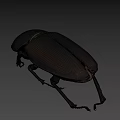 Black Shiny Beetle Insect With Oval Body And Long Legs